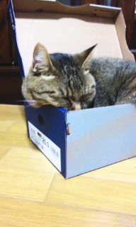 チビタ2