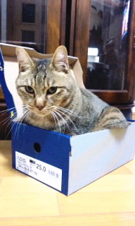 しっくりにゃ