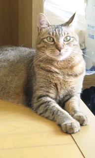 今週のチビタ