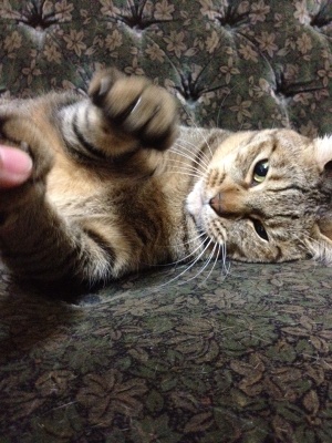 ちょいちょい